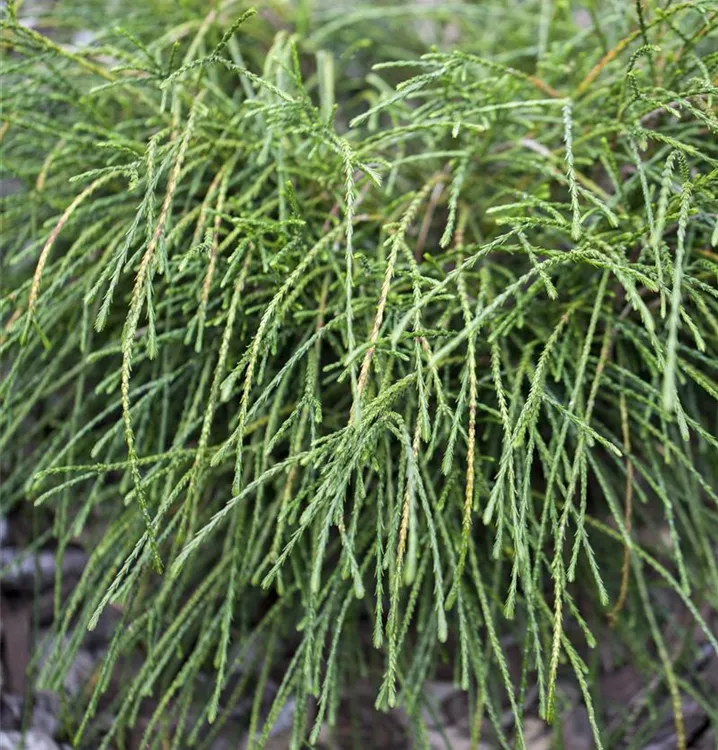 Zwerg-Lebensbaum 'Whipcord'