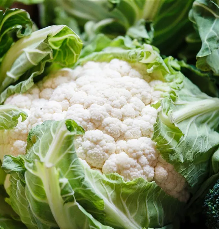 Blumenkohl