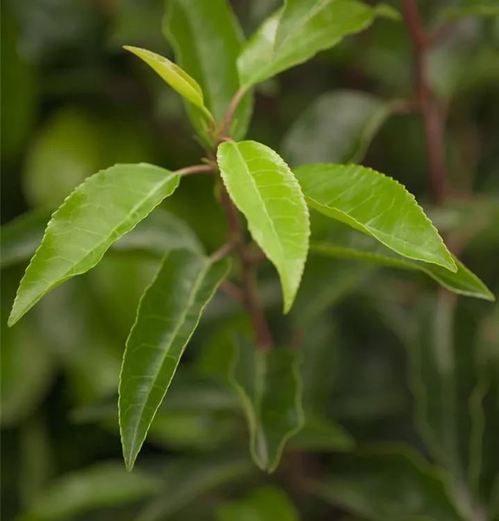 Portugiesische Lorbeerkirsche
