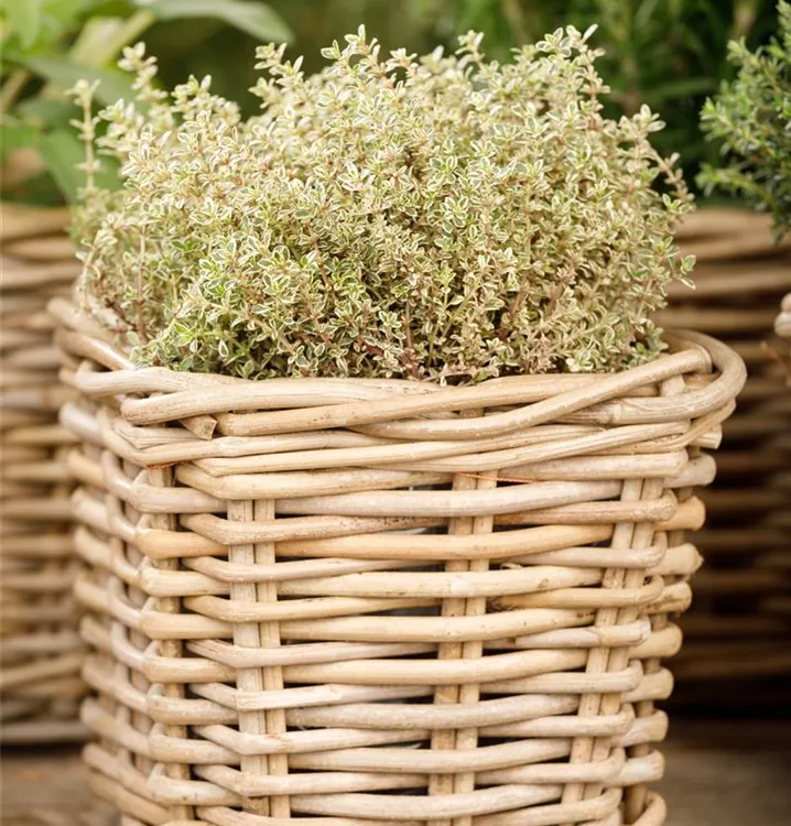 Bunter Zitronen-Thymian 'Aureus'