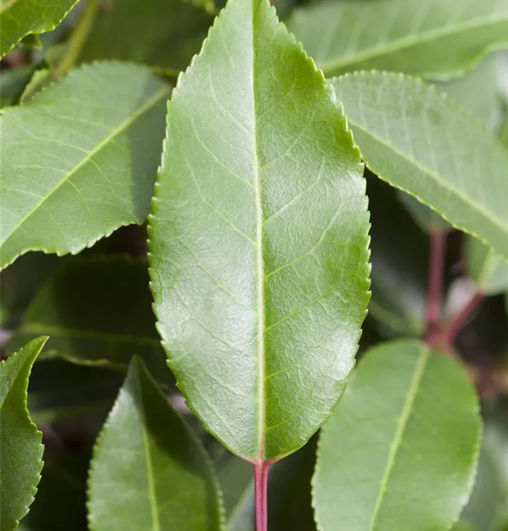 Portugiesische Lorbeerkirsche 'Angustifolia'