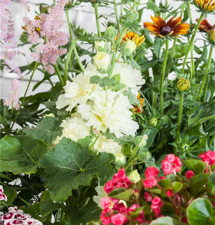 Gefülltblühende Stockrose