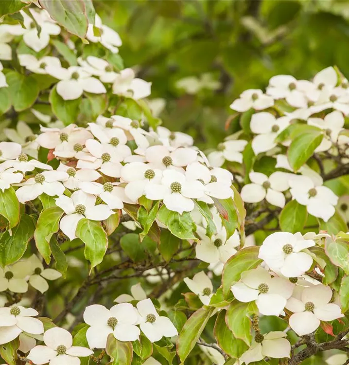 Japanischer Blumen-Hartriegel
