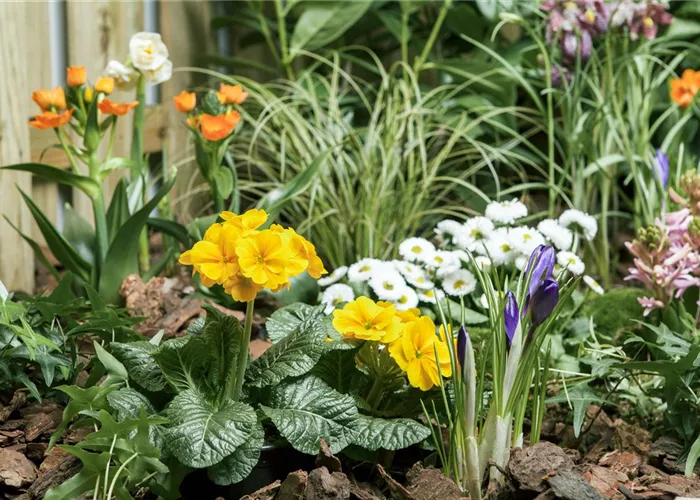 Osterglocke, Tulpe und Hyazinthe: Frühlingsboten auf dem Balkon