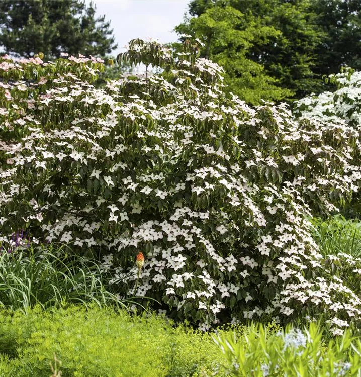 Japanischer Blumen-Hartriegel 'Cappuccino'®