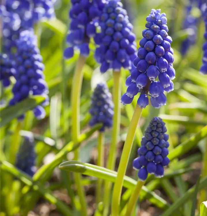 Armenische Traubenhyazinthe