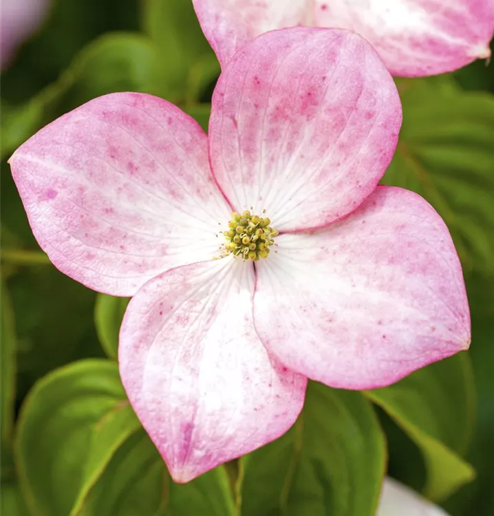 Japanischer Blumen-Hartriegel 'Satomi'®