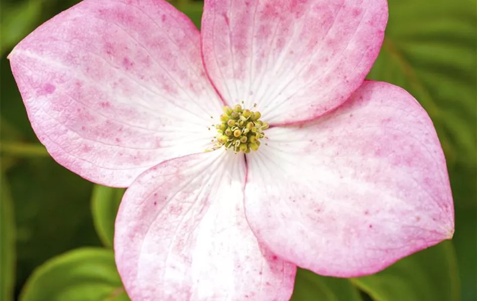Cornus kousa 'Satomi'®