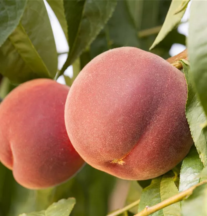 Pfirsich 'Red Haven'®