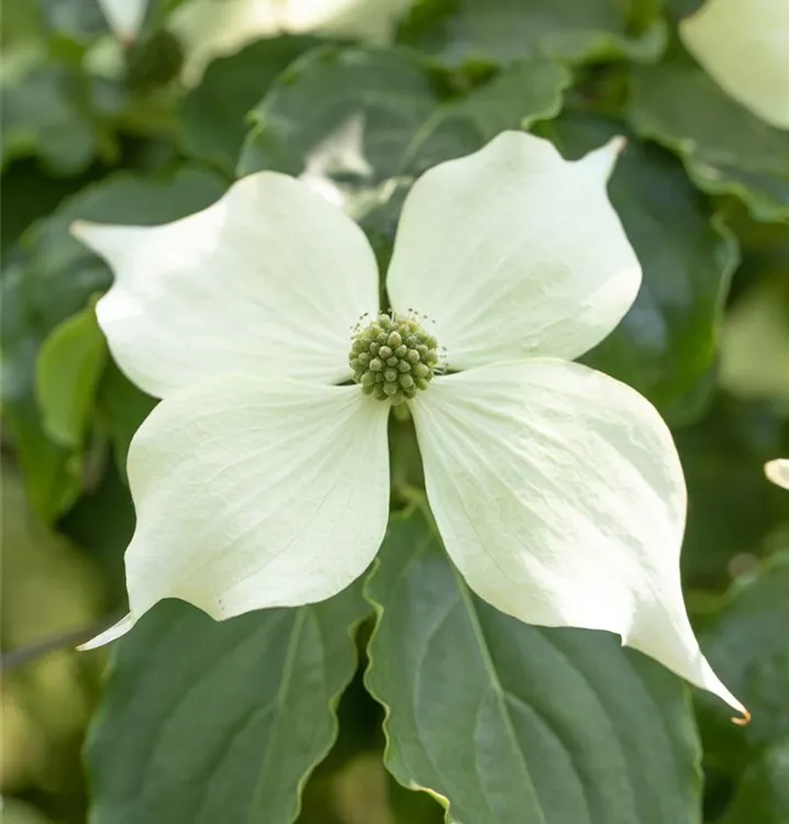 Japanischer Blumen-Hartriegel 'Venus'®