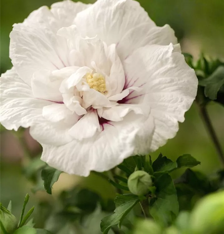 Garteneibisch 'Chiffon'®