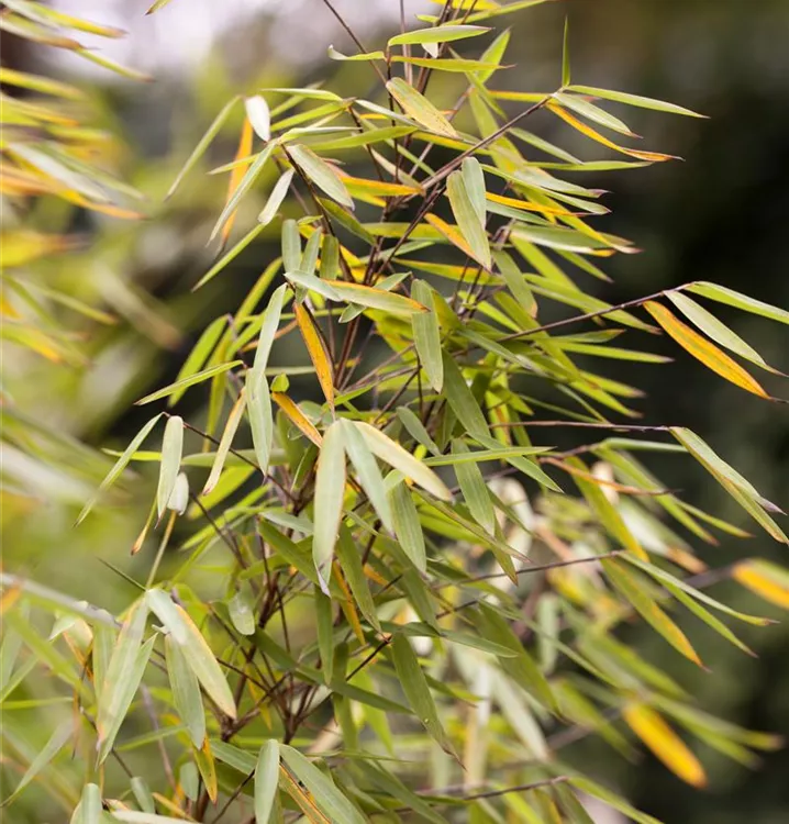 Gartenbambus 'Jiuzhaigou 1'