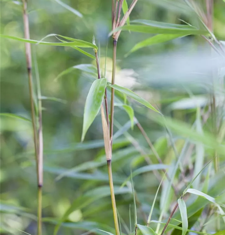 Muriels Schirmbambus