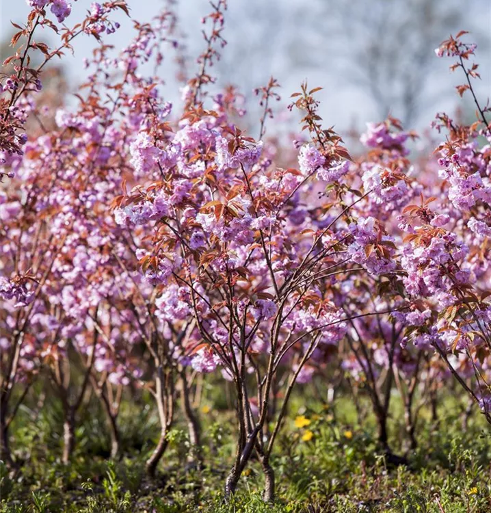 Japanische Nelkenkirsche 'Kanzan'