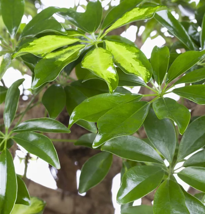 Kleine Strahlenaralie 'Gold Capella'