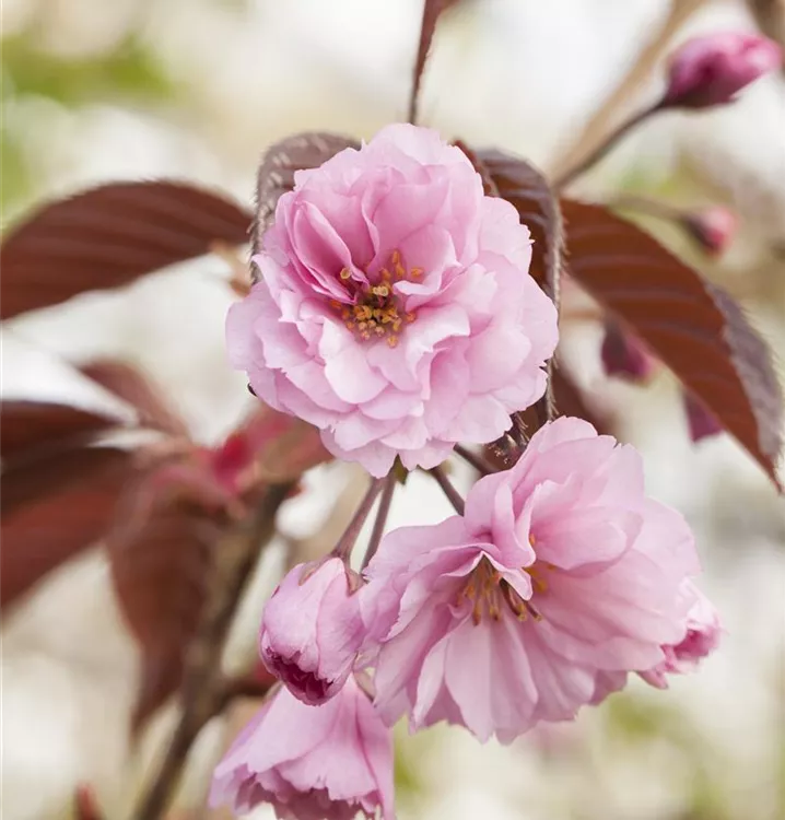 Japanische Nelkenkirsche 'Royal Burgundy'®