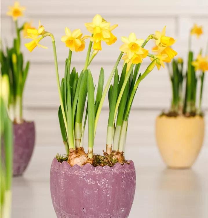 Garten-Trompeten-Narzisse