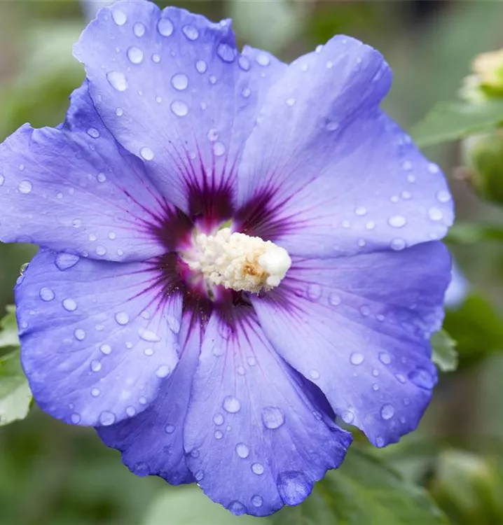 Garteneibisch 'Oiseau Bleu'