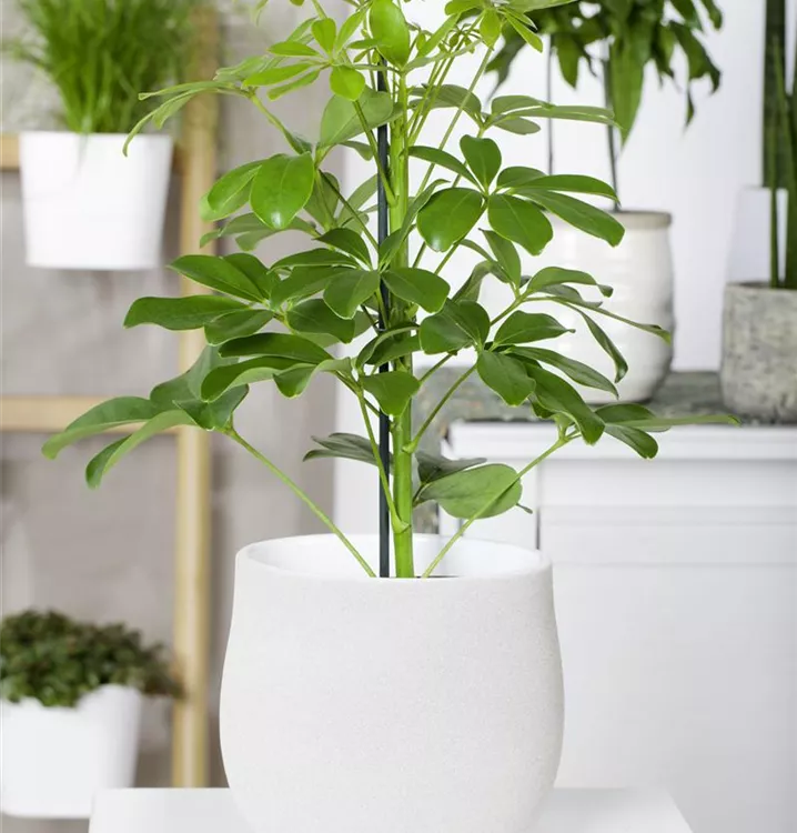 Kleine Strahlenaralie 'Nora'