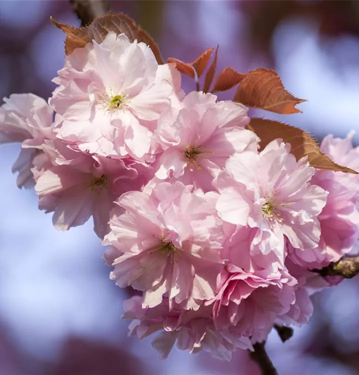 Frühe Zierkirsche 'Accolade'