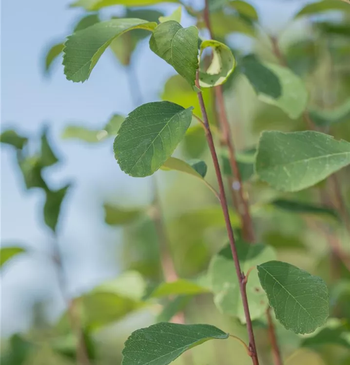 Felsenbirne 'Obelisk'®