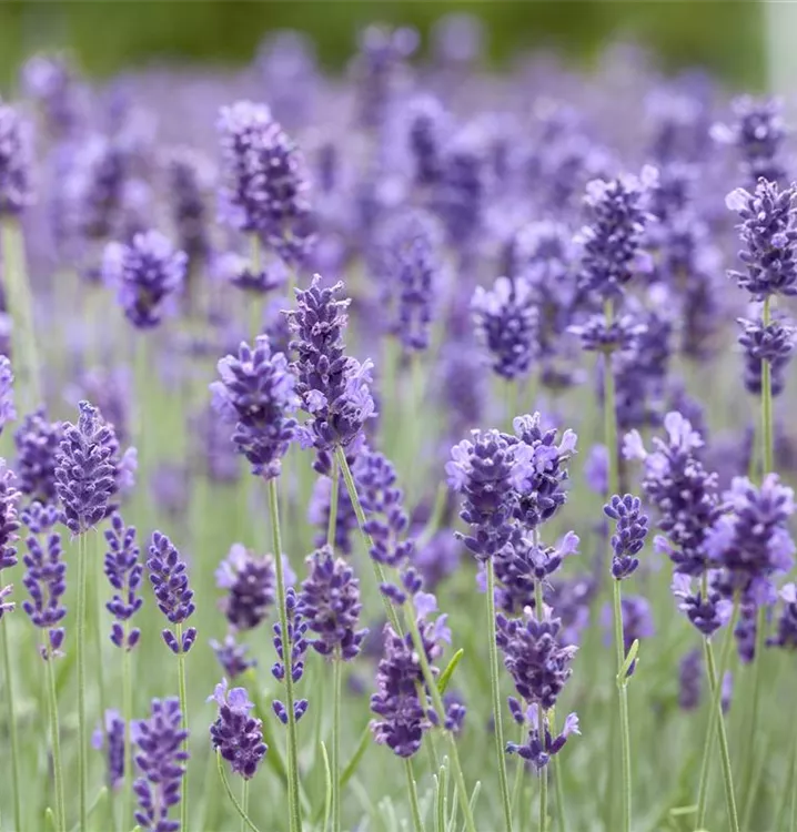 Echter Lavendel 'Hidcote Blue'