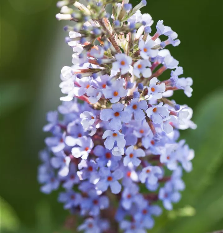 Zwergsommerflieder BUZZ™