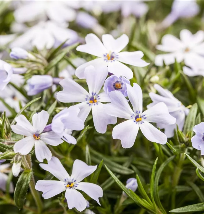Garten-Teppich-Flammenblume