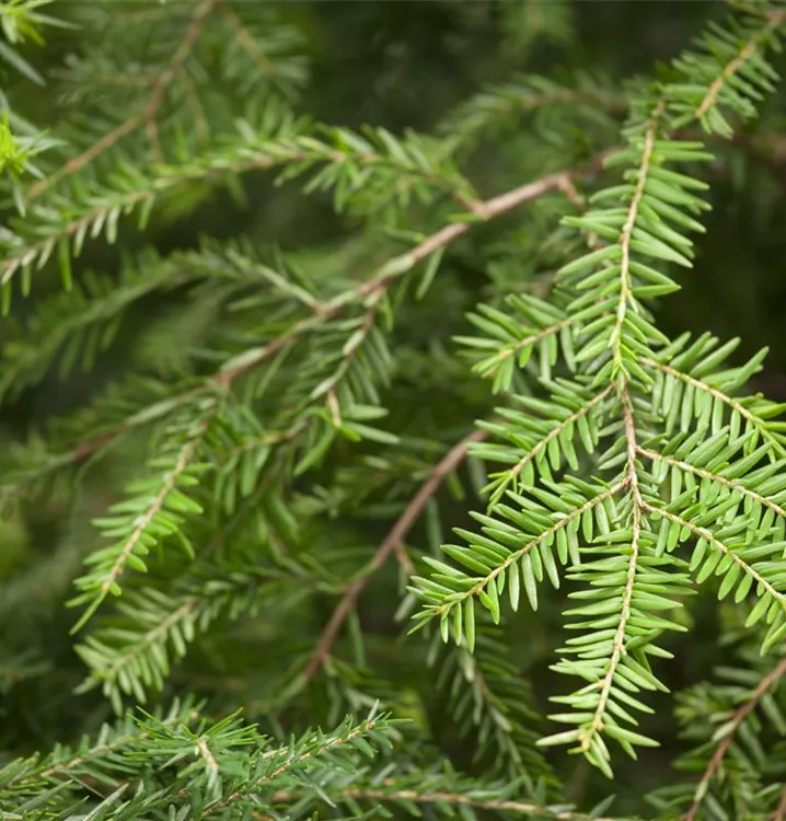 Kanadische Hemlocktanne