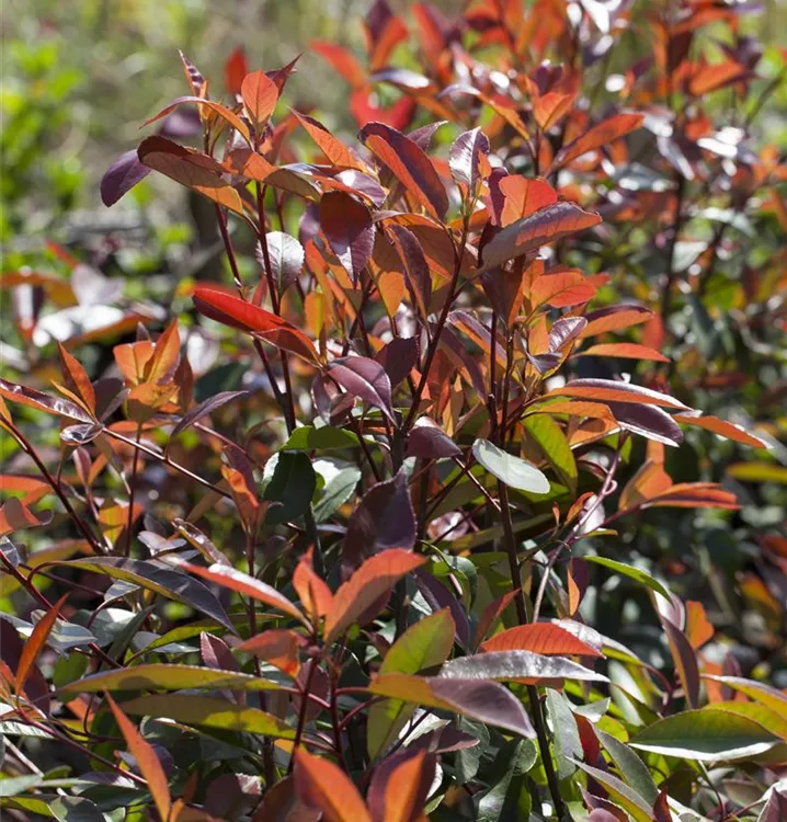 Glanzmispel 'Red Robin'