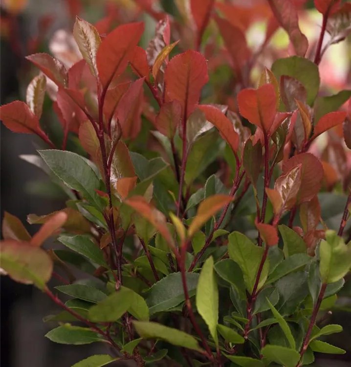 Glanzmispel 'Little Red Robin'