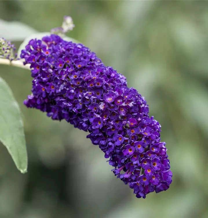 Sommerflieder 'Black Knight'