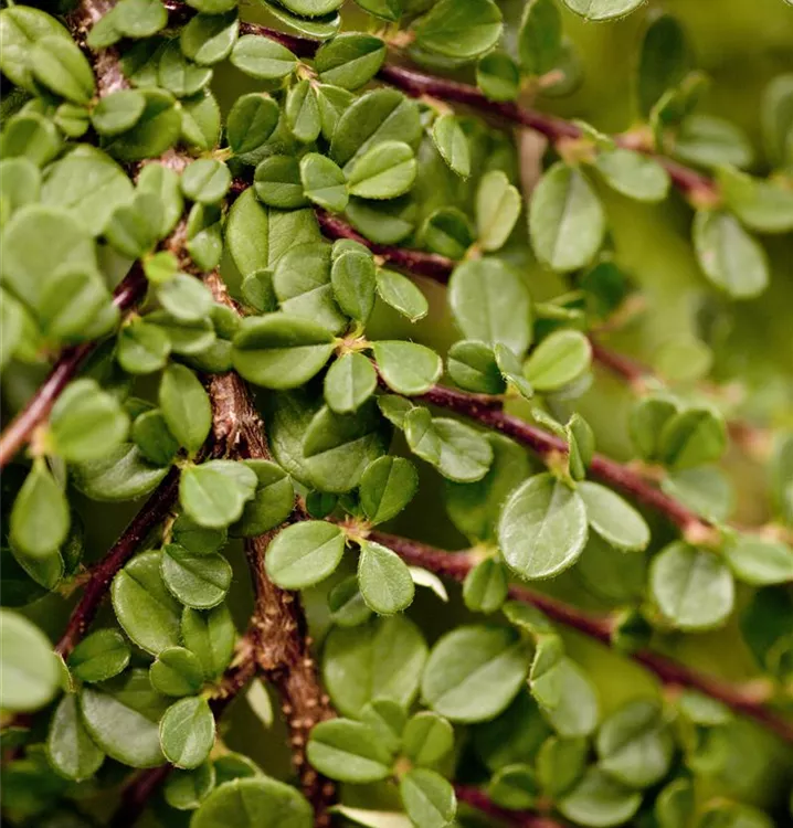 Zwergmispel 'Streibs Findling'