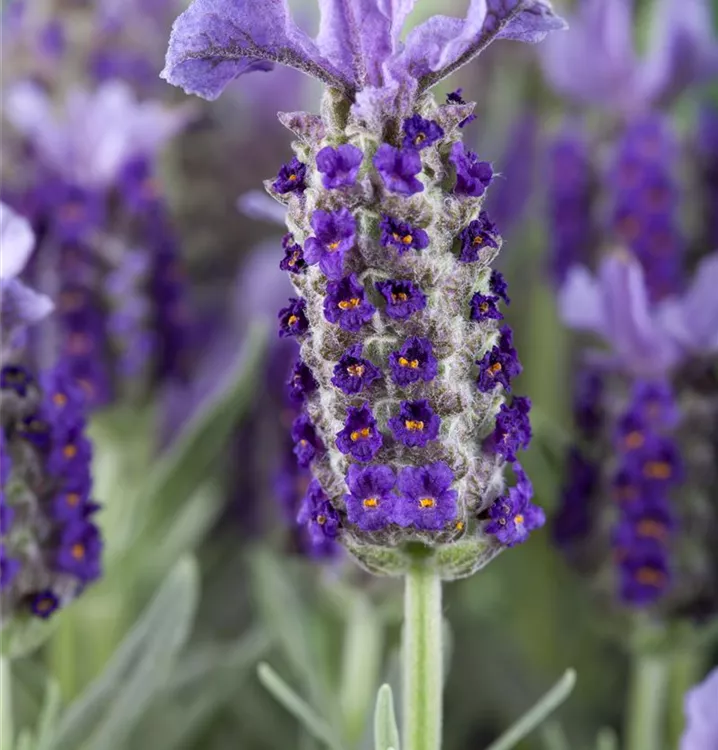 Garten-Schopf-Lavendel