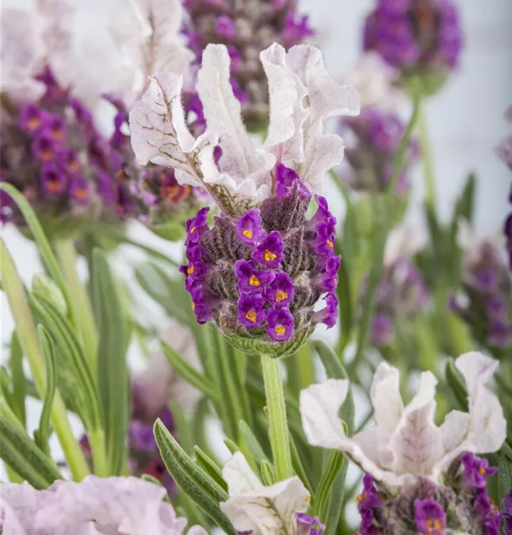 Schopf-Lavendel 'Butterfly Garden'®