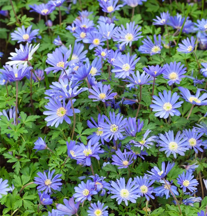 Strahlen-Windröschen