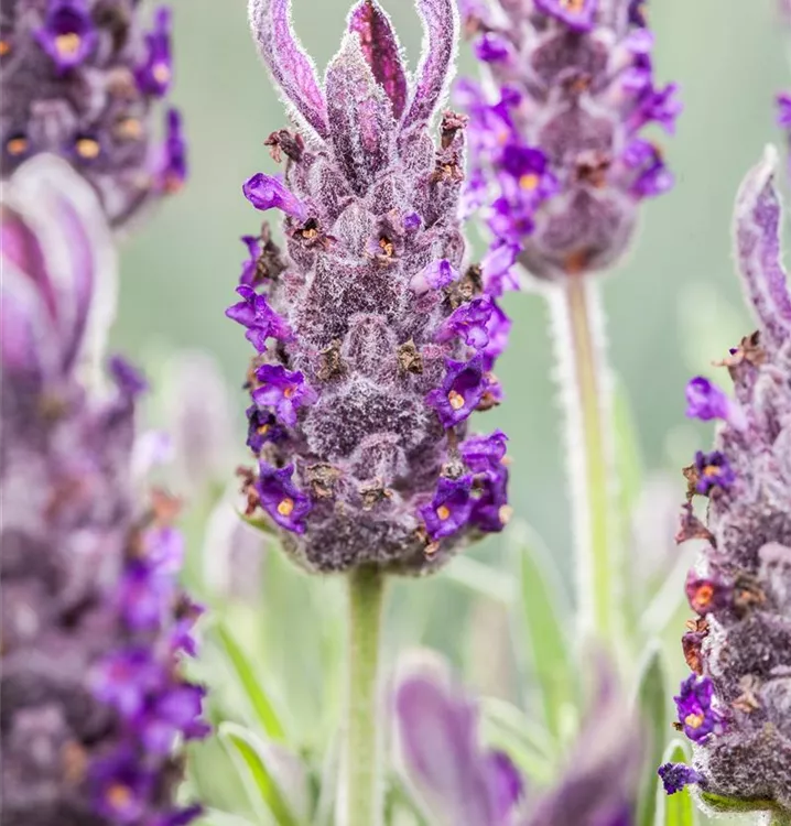 Garten-Schopf-Lavendel 'Anouk'