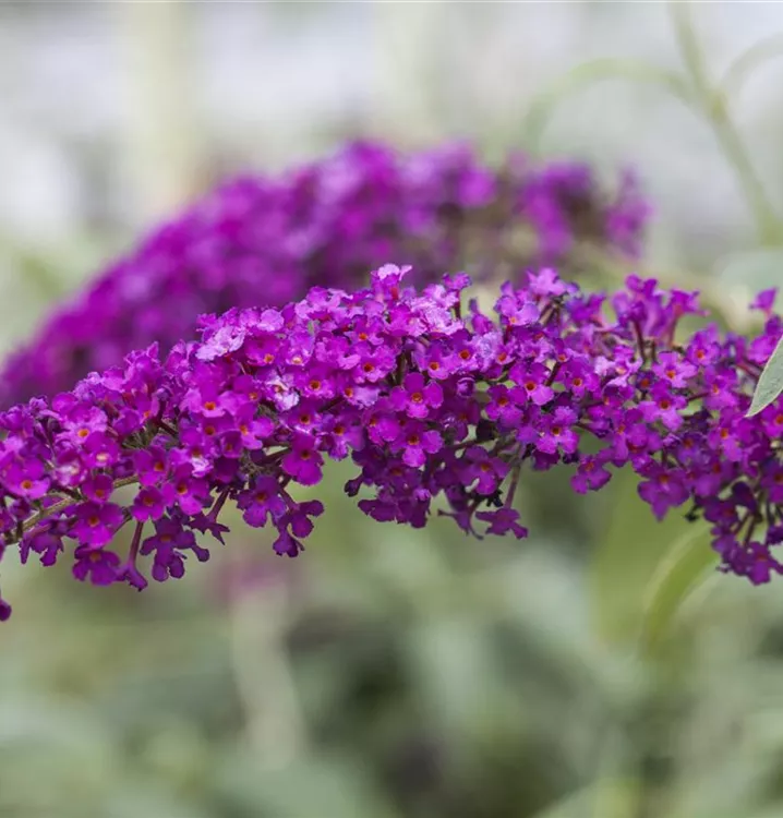 Sommerflieder 'Royal Red'