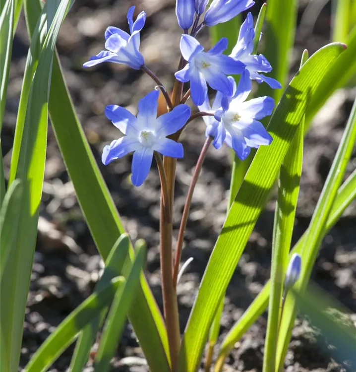 Sibirischer Blaustern