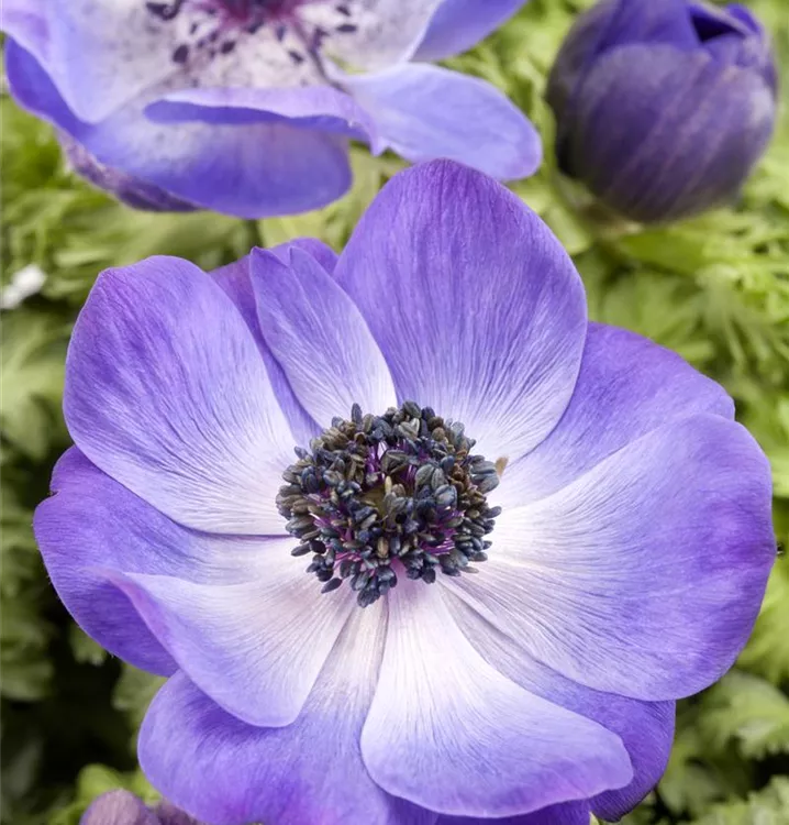 Garten-Anemone