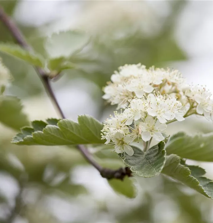 Zweigriffliger Weißdorn