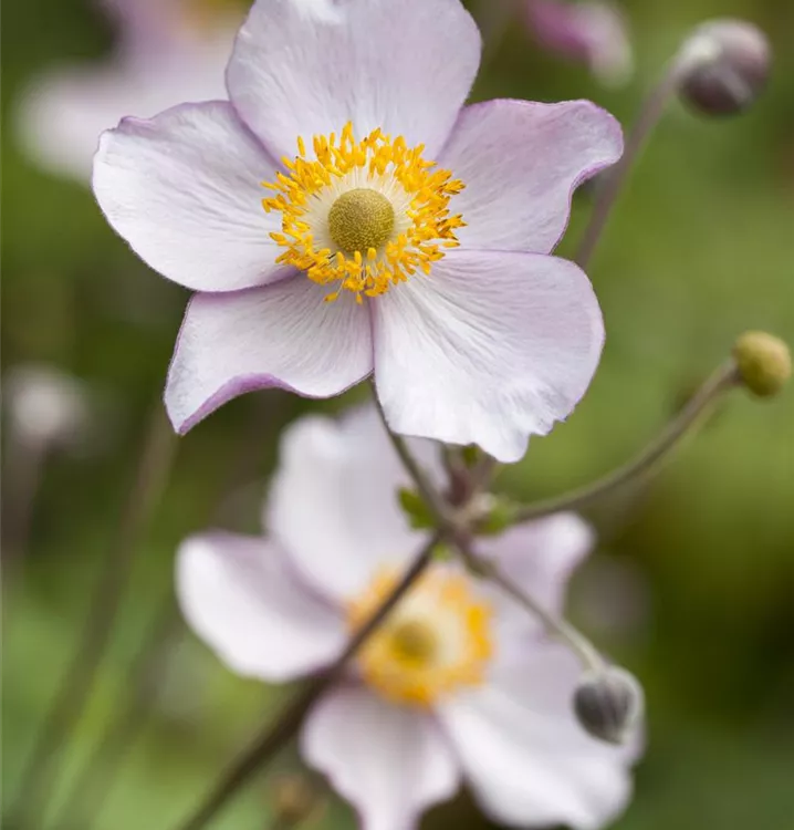 Garten-Herbst-Anemone