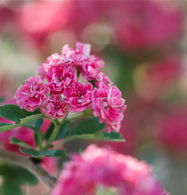 Echter Rotdorn 'Paul´s Scarlet'