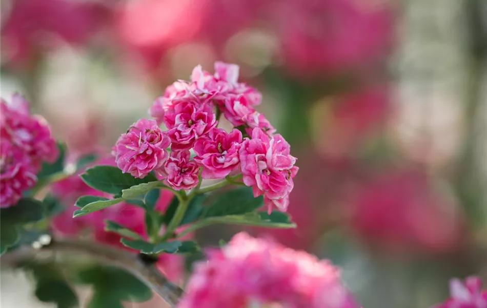 Crataegus laevigata 'Paul´s Scarlet'