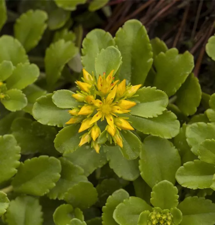 Reichblühendes Garten-Fettblatt 'Weihenstephaner Gold'