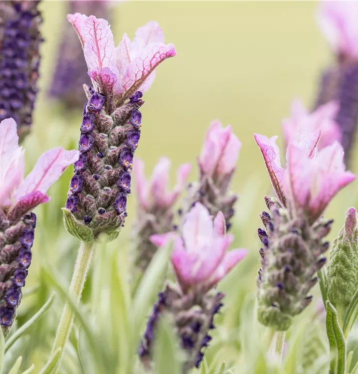 Garten-Schopf-Lavendel