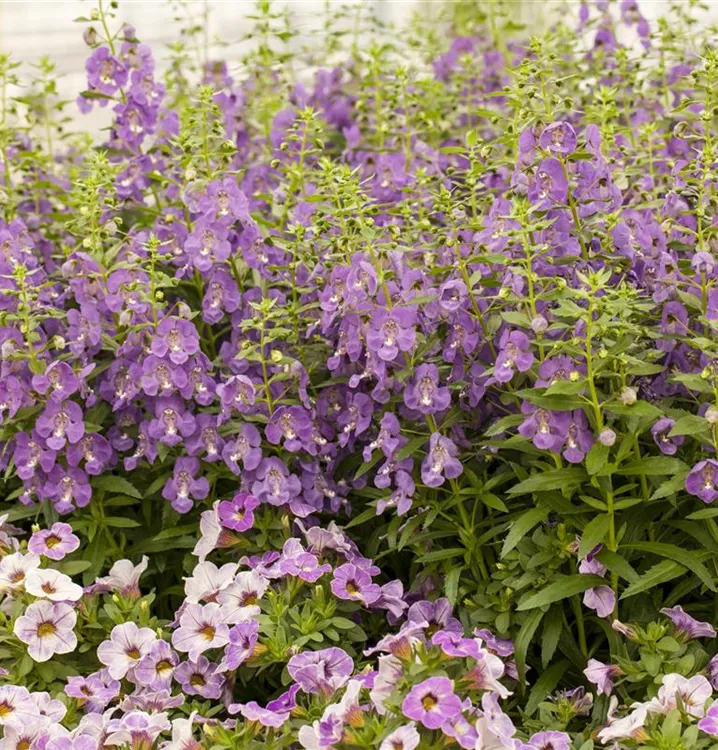 Angelonia