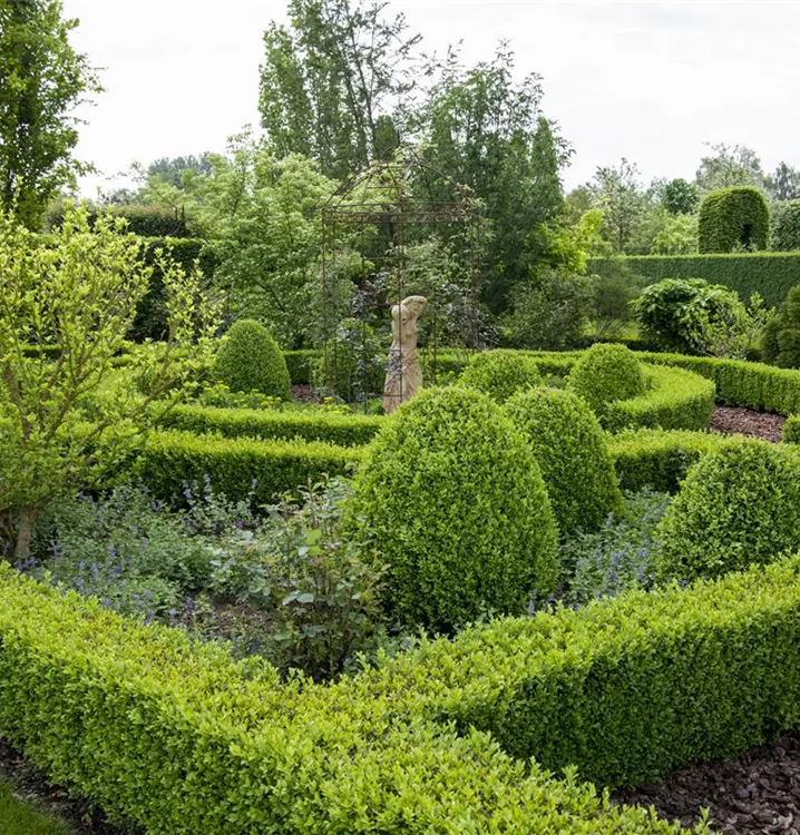 Hoher Buchsbaum