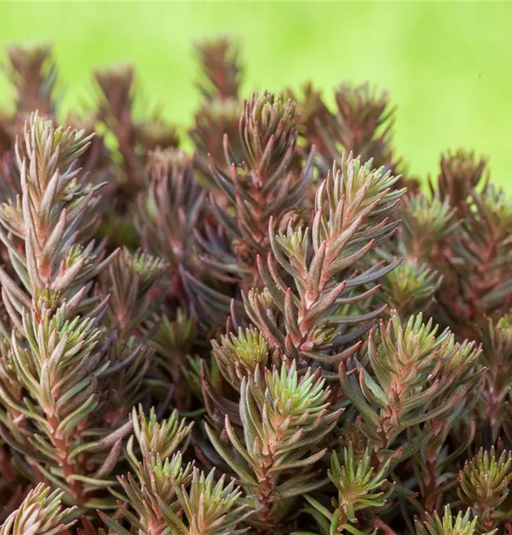 Nickendes Garten-Fettblatt