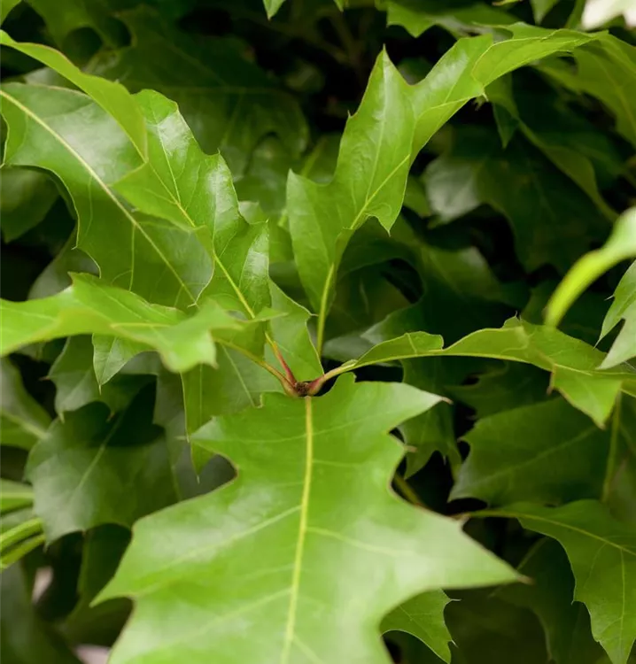 Sumpf-Eiche 'Green Dwarf'